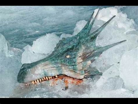 real dragon found alive.